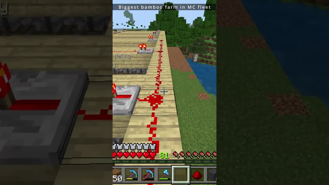 Biggest bamboo farm in MC fleet / 