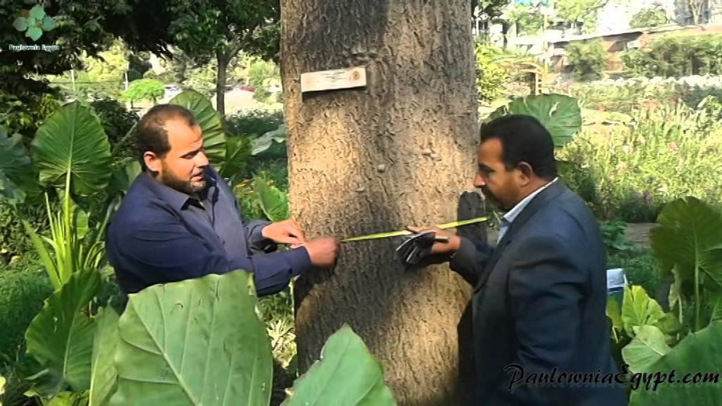 أكبر شجرة باولونيا فى مصر The Biggest Paulownia Tree In Egypt Youtube