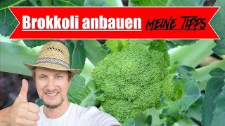 Brokkoli Anbauen Anpflanzen Garten Balkon Tagebuch 2019 Youtube