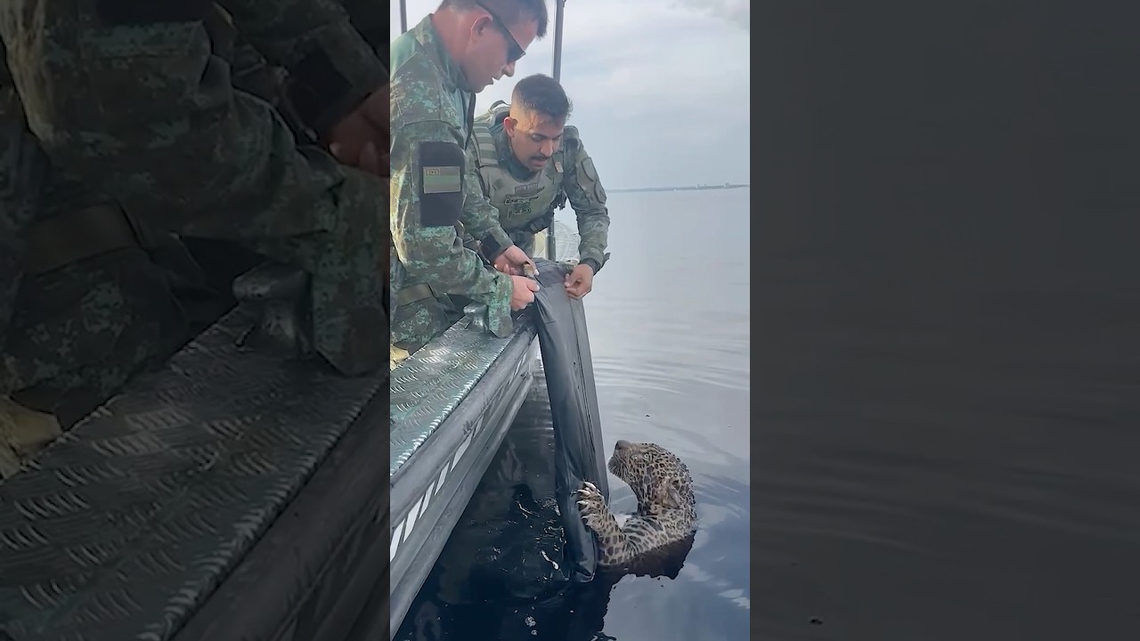 Jaguar Swims Up To Military Boat For Help