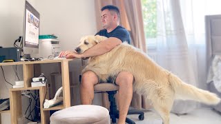 Golden Retriever Interrupts Dad's Work Demanding Attention!