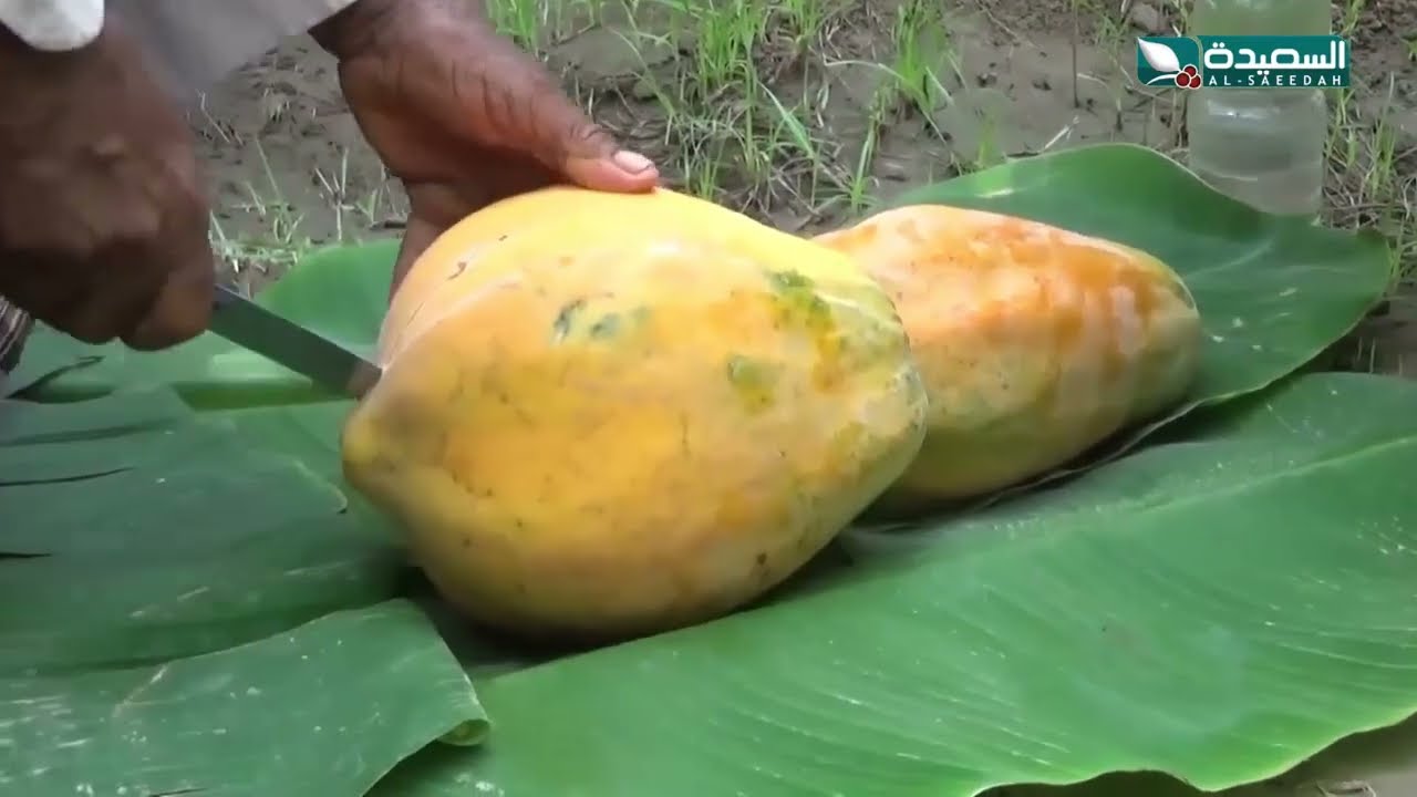 شاهد ماهي فاكهة الباباي الهجين.. من محصولات أبين المميزة بطعمها ولذتها