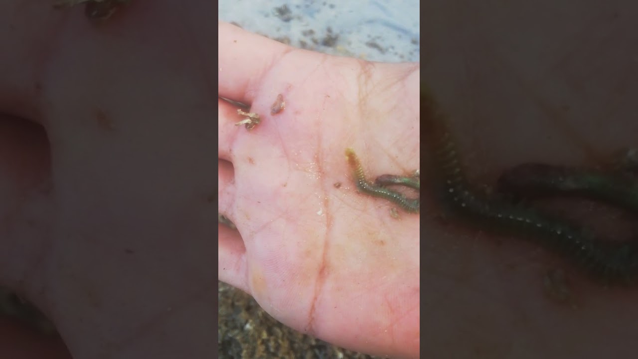 دود النار ودود الأقراص  والطريقه لي استخرج هم من البحر