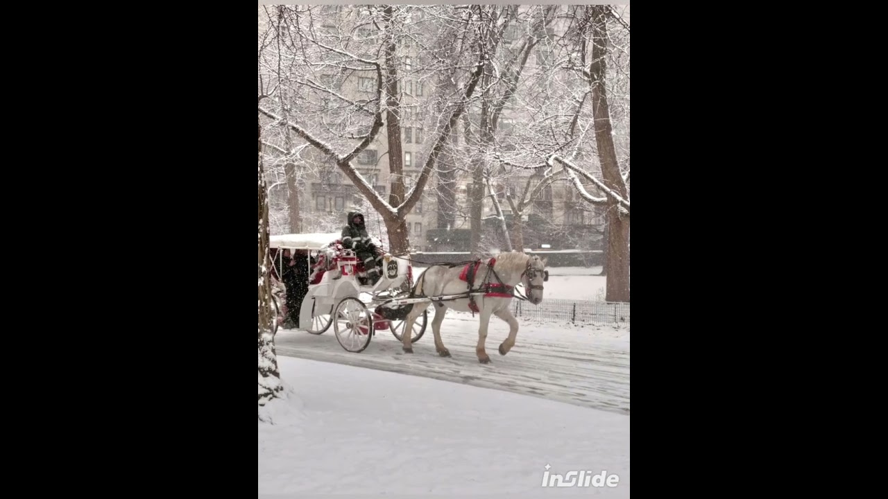 New York City.Central Park 2026.