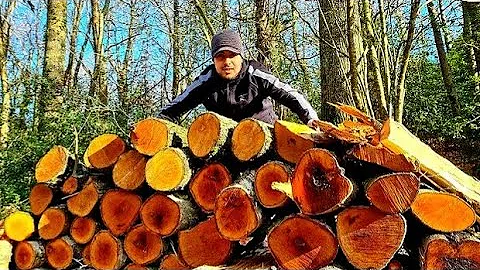 Comment ramasser du bois en forêt ?