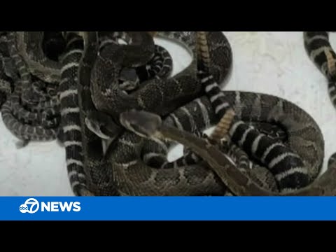 Yikes-Nearly-100-rattlesnakes-found-living-under-Bay-Area-home