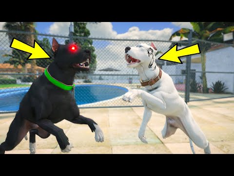 SİYAH PİTBULL TYSON ABİSİ EJDER DÖVMELİ MİKE İLE DÖVÜŞÜYOR! - GTA 5