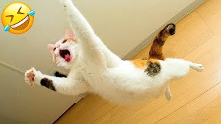 You Laugh You Lose 😂 Funniest Cats and Dogs 😺🐶 Part 25