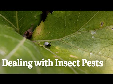 Video: Težave s škodljivci ingverja: spopadanje z žuželkami, ki jedo rastline ingverja