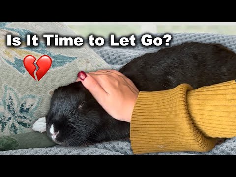 How To Euthanize A Rabbit At Home With Benadryl