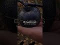والارض وضعها للانام