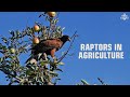 The Importance of Raptors in Agriculture | Iowa Raptor Project