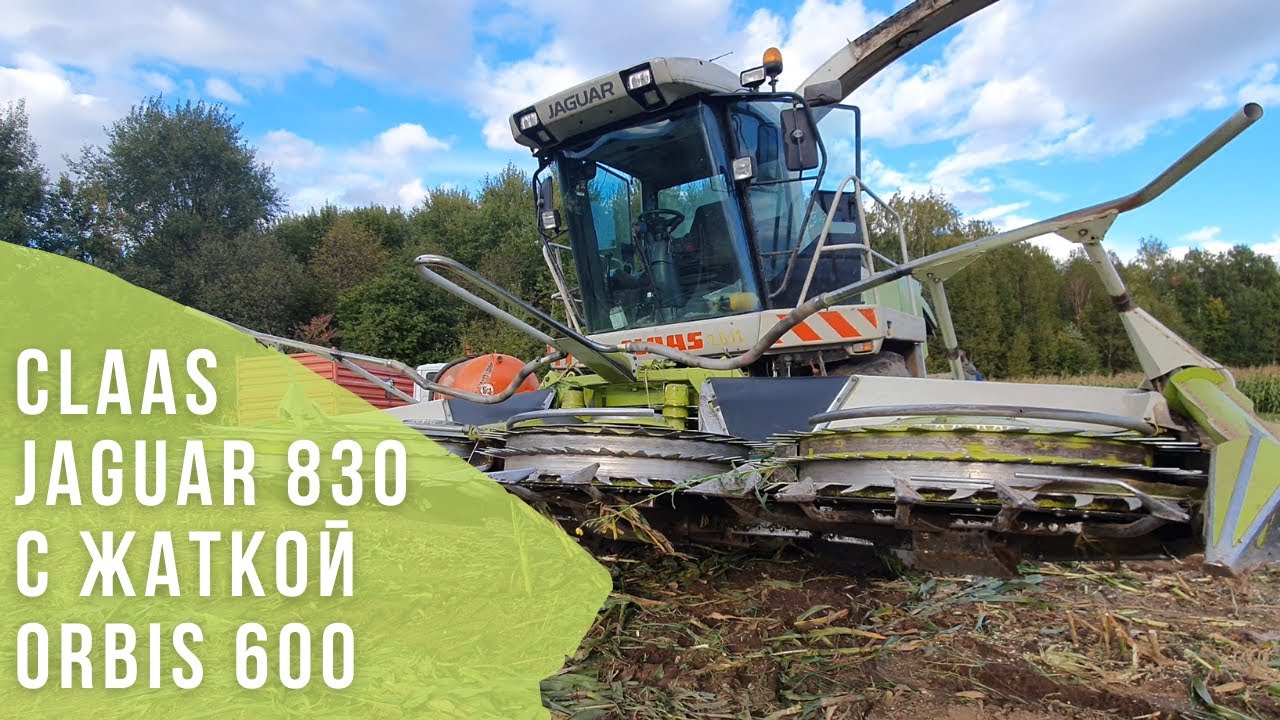 Заготовка силоса техникой Claas. Кормоуборочный комбайн Jaguar 830 с жаткой Orbis 600.