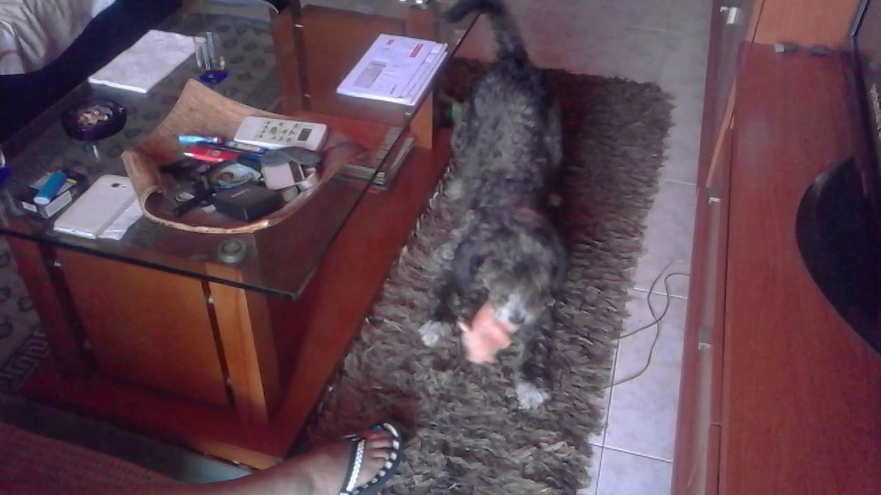 O FARRUSCO A BRINCAR. . video editing software free