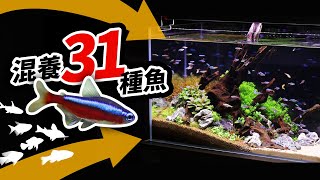 燈魚混養教學31種可以和平共處的魚隻