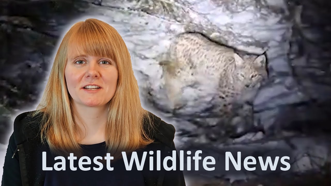 Wildlife and nature news stories from january 2025 in the uk youtube