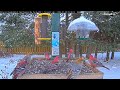 Pine Grosbeaks Pack The Platform Feeder In Ontario – Jan. 8, 2024