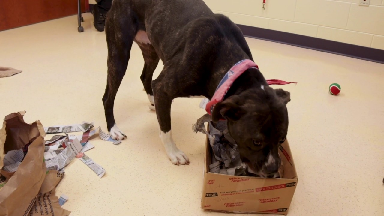 DIY Busy Box Enrichment Toy for Your Bored Dog - Wear Wag Repeat