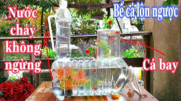 Bể cá lộn ngược từ chai nhựa | Làm bể cá tự chế từ chai nhựa và nước chảy liên tục nuôi cá cảnh