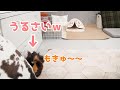 【鳴き声】レタス洗ってるとプイプイ大騒ぎになるモルモット　PUI PUI Guinea Pig