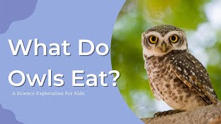Science Experiments To Do With Kids: What Do Owls Eat?