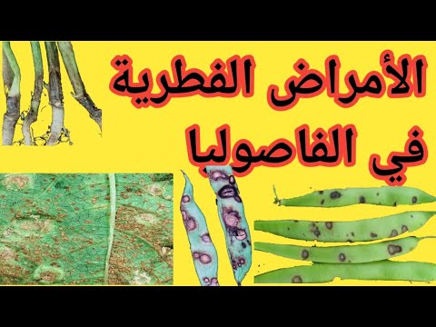 فيديو: ما هي هالة اللفحة - تعرف على أعراض مرض اللفحة الهالة في الفاصوليا