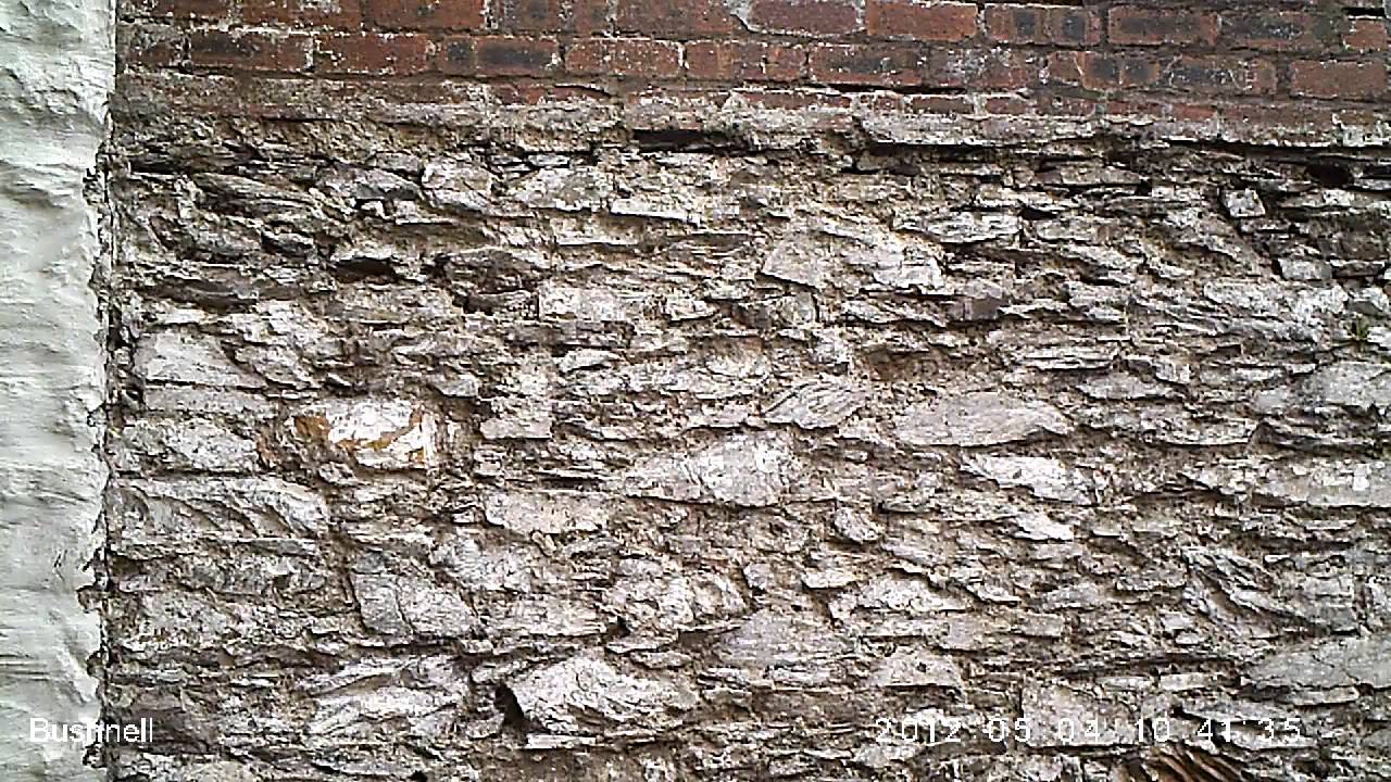 Bushnell Trophy Cam HD Max 119477 Demo Video - www.trailcameras.co.uk