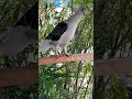 Pocztowe, mewki i nowe olbrzymy, MATEUSZ DZIĘKUJĘ ✌️✌️✌️❤️❤️❤️ #pigeon #fus #birds #hodowlagolebi