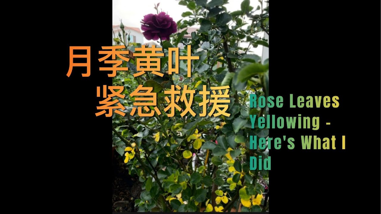 月季黄叶 紧急救援 ｜Rose Leaves Yellowing - Here's What I Did