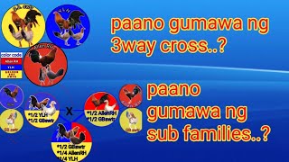 Part 2: practical breeding..Pages gawa ng 3way cross at sub families