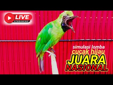 Pancingan burung cucak ijo yang lagi VIRAL • SIMULASI LOMBA BURUNG CUCAK HIJAU cepat bongkar isian