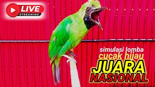 masteran simulasi lomba CUCAK IJO full materi bongkar isian bikin burung CUCAK HIJAU ikut gacor