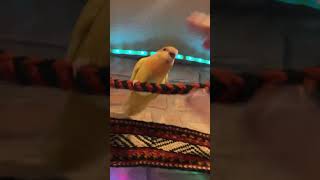 Disapproving Yellow Parakeet Doesn’t Want To Get Down