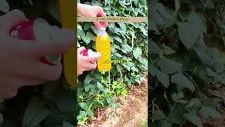 Thailand see Gold in Plastic Bottle for FARMING 🧴🌱💰 #shorts