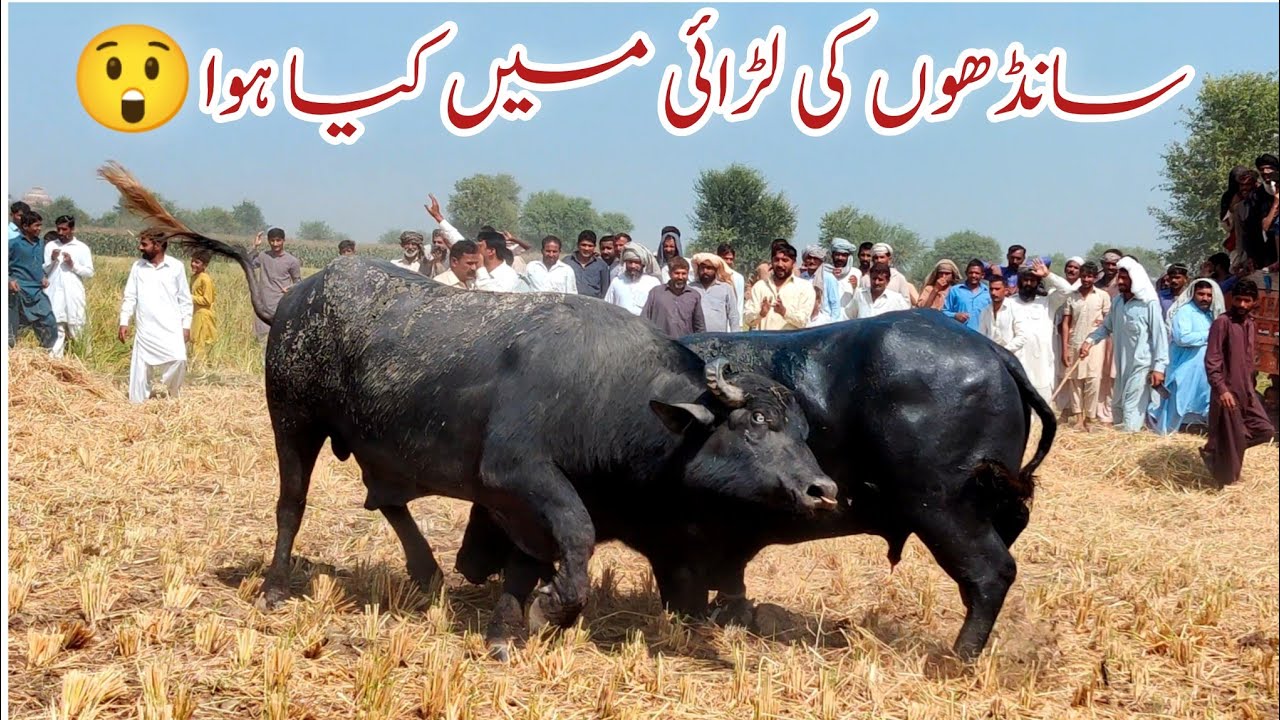 Bull competition in Sahiwal Showing their powder