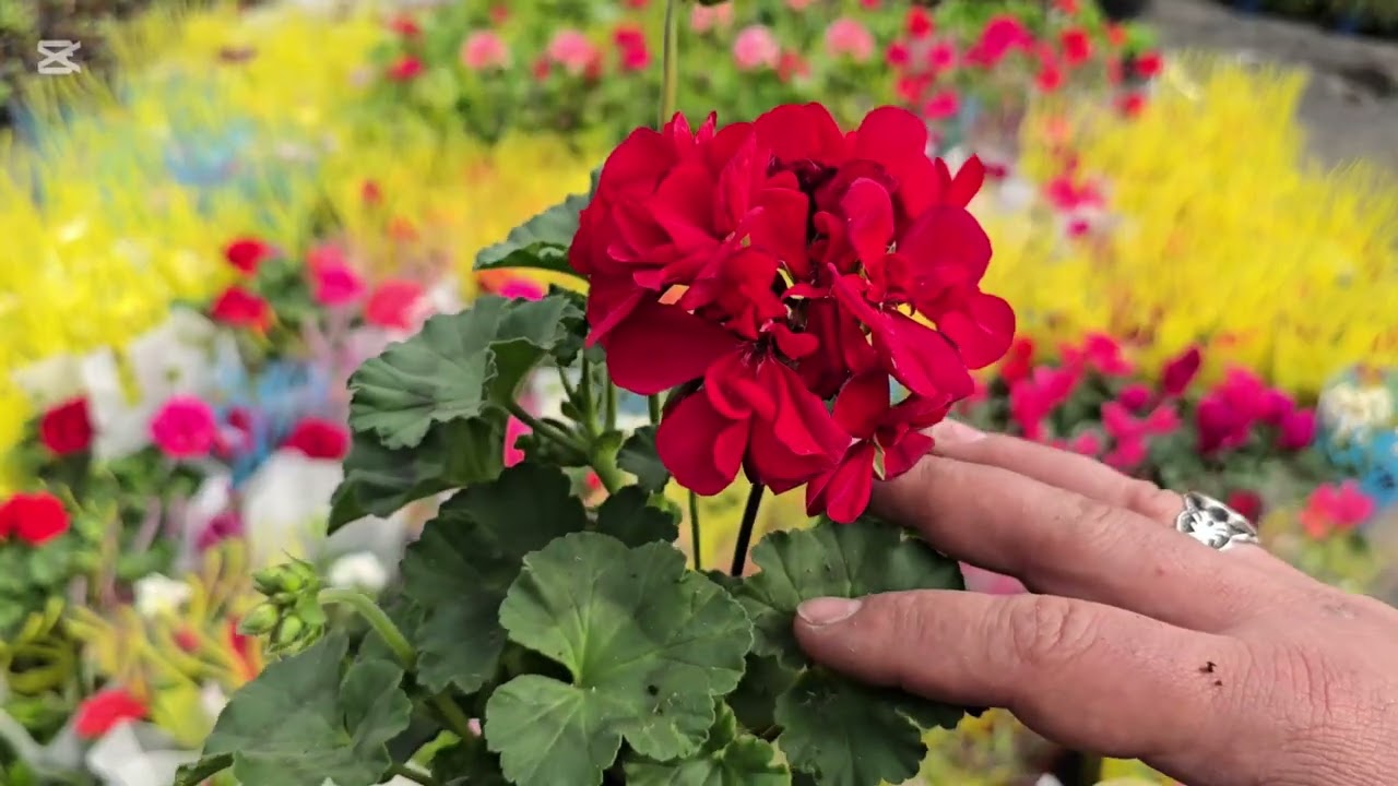 Geran neden çiçek açmaz? 6 səbəb! (Balbla gülü)(Sardunia) #geran #balba #sardunya #sardunyabakımı