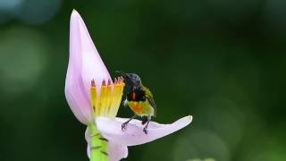 Wild Birds of the Philippines