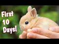 First 10 days of a baby rabbits life  rabbit growth