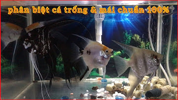 Cách Phân Biệt Cá Ông Tiên Trống và  Cá Ông Tiên Mái  Đơn Giản