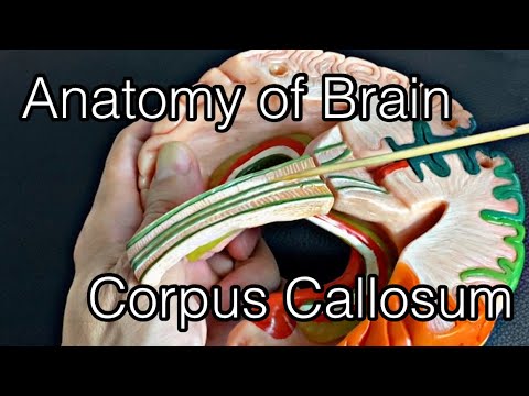 Анатомия мозга: мозолистое тело (английский)