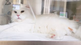 What could Happen When Your Cat Gets Old | Sick Senior Cat Vlog | Nara visits the Vet by NoLi 6,720 views 3 years ago 5 minutes, 30 seconds