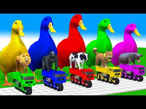 5 Giant Duck