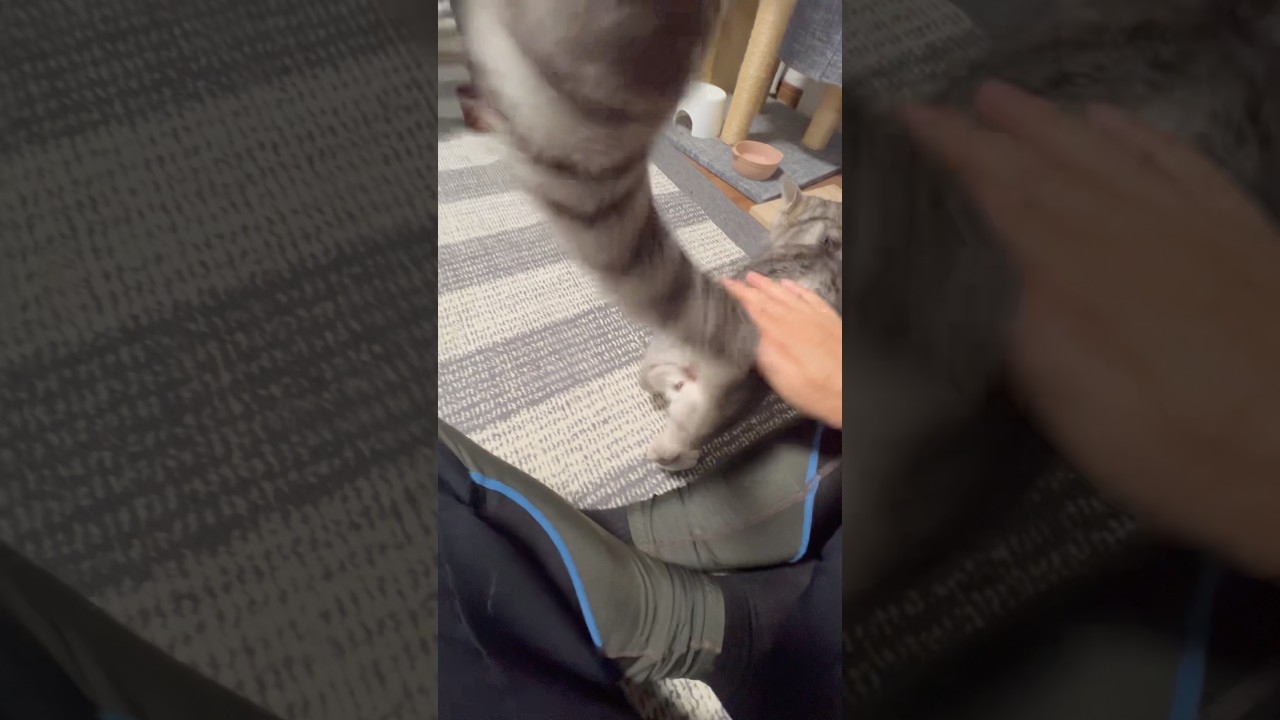おしりポンポンでシッポビンビンの保護猫 #保護猫 #ねこのいる生活
