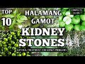 TOP 10 HALAMANG GAMOT PARA SA KIDNEY STONES || NATURAL REMEDIES FOR KIDNEY PROBLEMS || NATURER