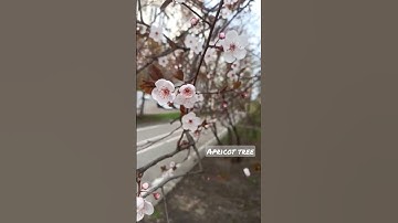 Thumbnail of Spring brings peace in soul. Spring in #russia #apricots #flowers