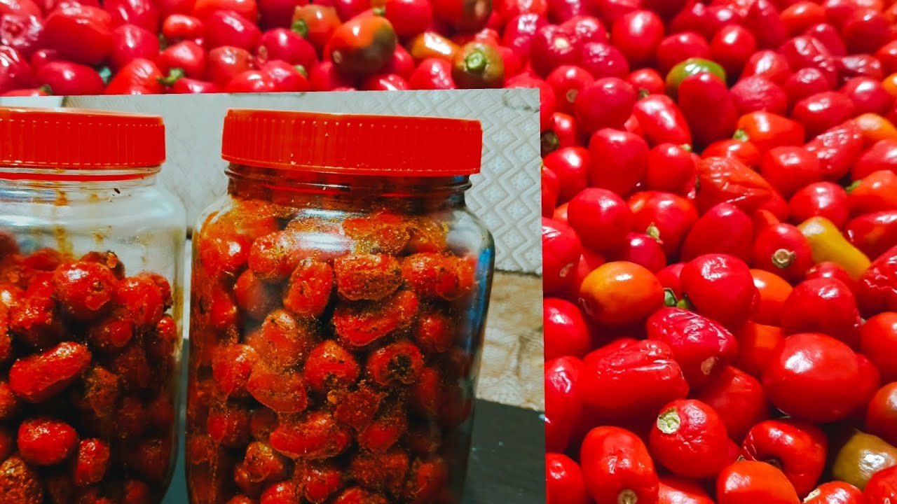 ज्यानमारा खोर्सानीको अचार यसरी बनाएँ मैले 😀😘🌶️🌶️