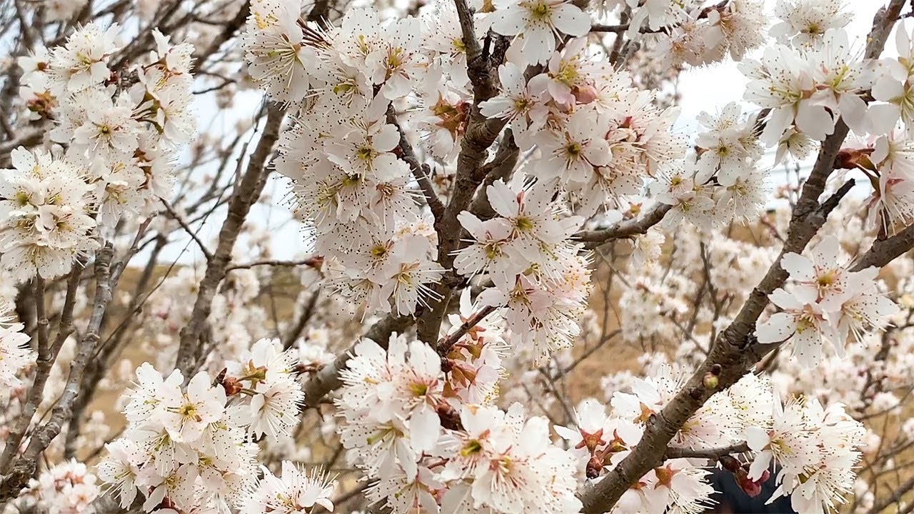 母のサクランボの花 今年も咲いた Youtube