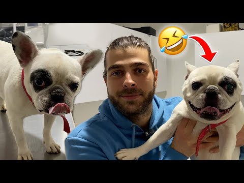 CRAZY FRENCH BULLDOG BIANCA! 😂 #TheVet