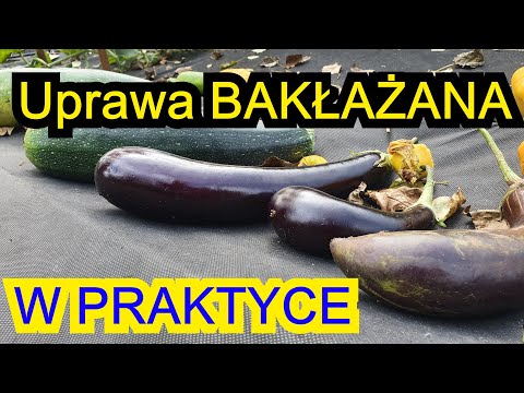 Wideo: Jak Karmić Bakłażany Po Posadzeniu W Ziemi