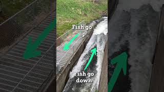 Fish travelling up and down Mill Creek #fish #fishpassage #millcreek #dam #fishladder #flow #water